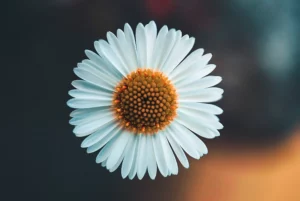 Close-up of a daisy flower - delicate naturalness and clear lines that symbolise lightness and alpine freshness.