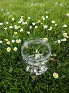 Blooming summer meadow with daisies against an imposing mountain backdrop - a symbol of alpine freedom, closeness to nature and pure joie de vivre.