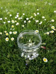 Blooming summer meadow with daisies against an imposing mountain backdrop - a symbol of alpine freedom, closeness to nature and pure joie de vivre.