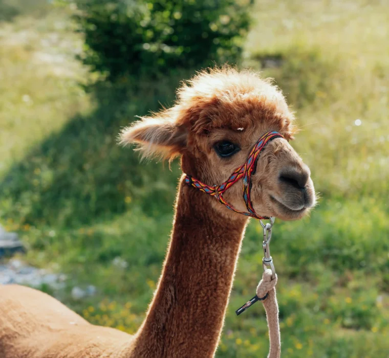 Braunes Alpaka mit bunter Halfter steht auf einer grünen Wiese im Sonnenschein.