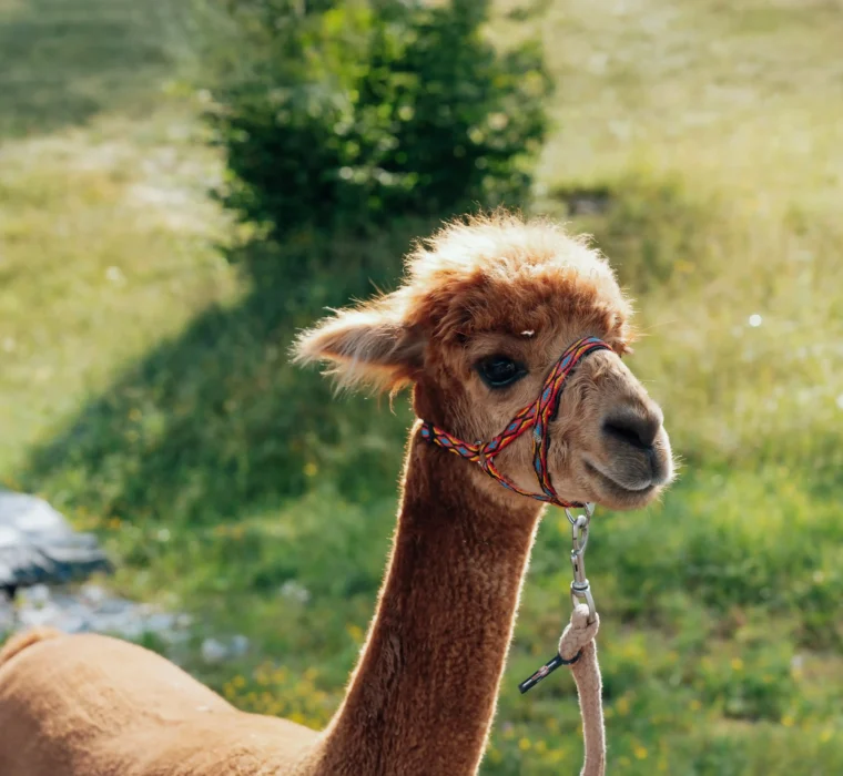 Braunes Alpaka mit bunter Halfter steht auf einer grünen Wiese im Sonnenschein.